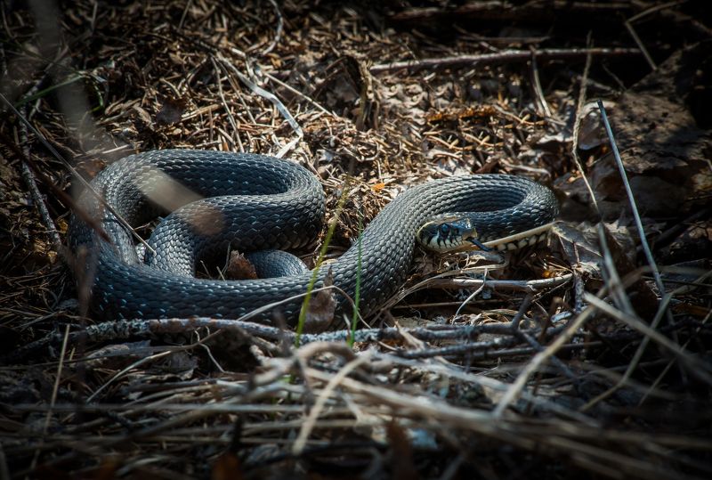 уж, змея, животные, природа, карелия, рептилия, snake, animal, karelia, natrix Обыкновенный уж (Natrix natrix). фото превью