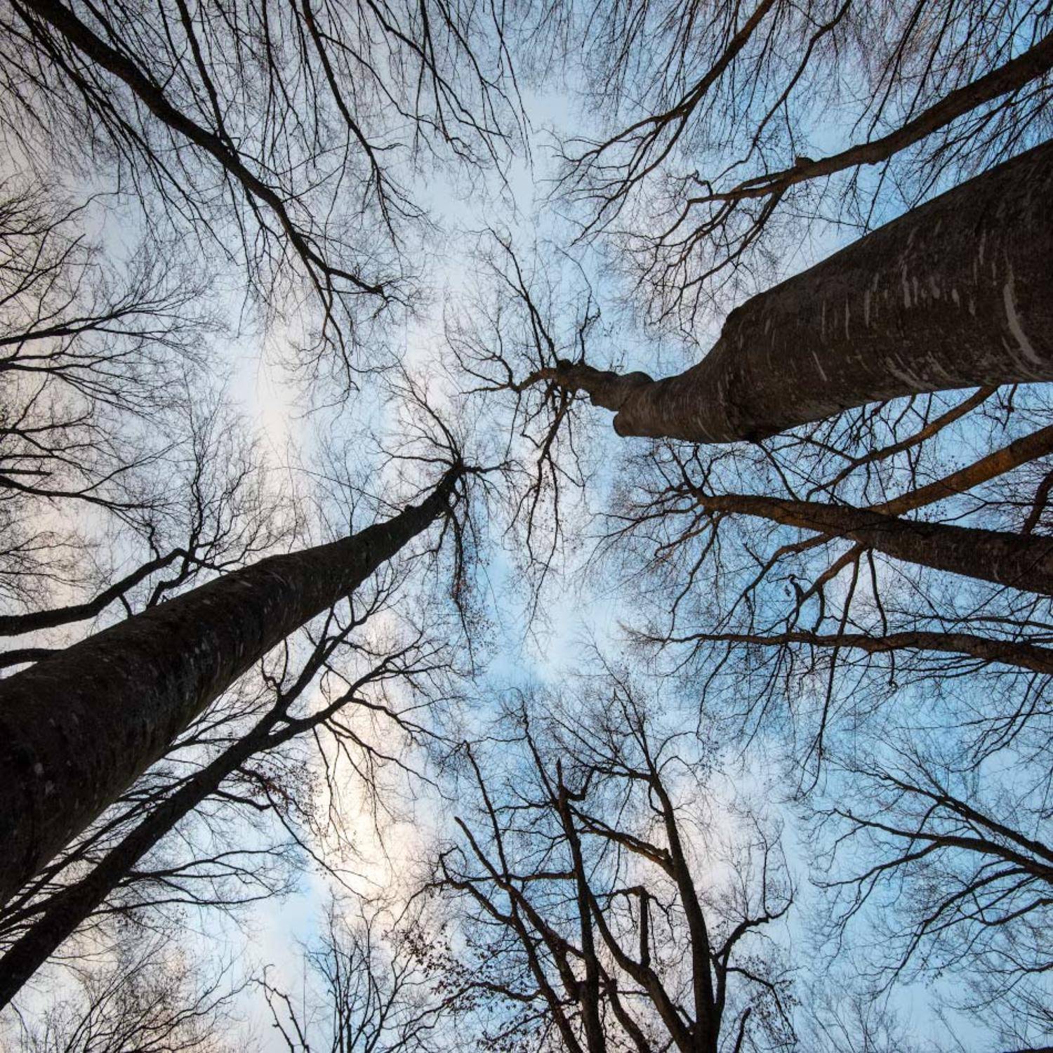 , Андрей Гусаченко