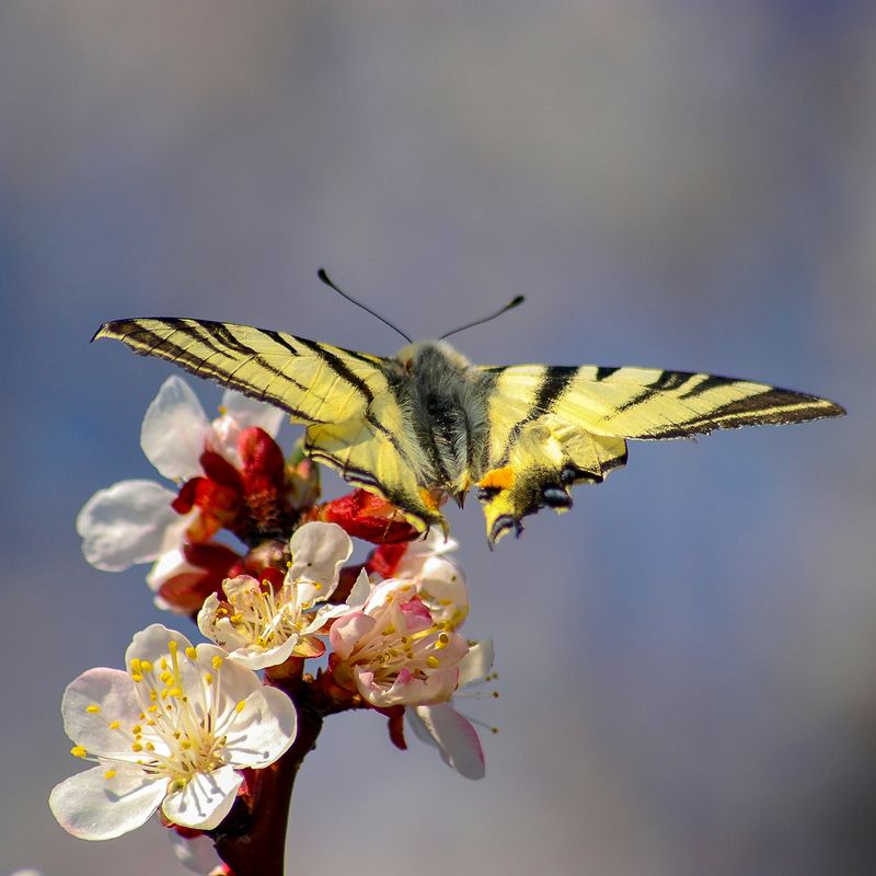 Подалирий (бабочка), (лат. Iphiclides podalirius) фото превью