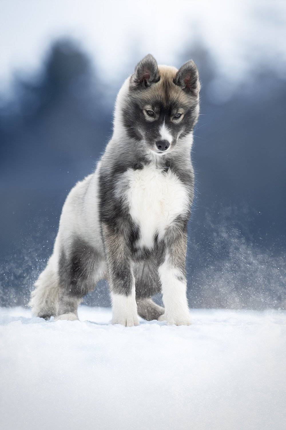 , Светлана Писарева