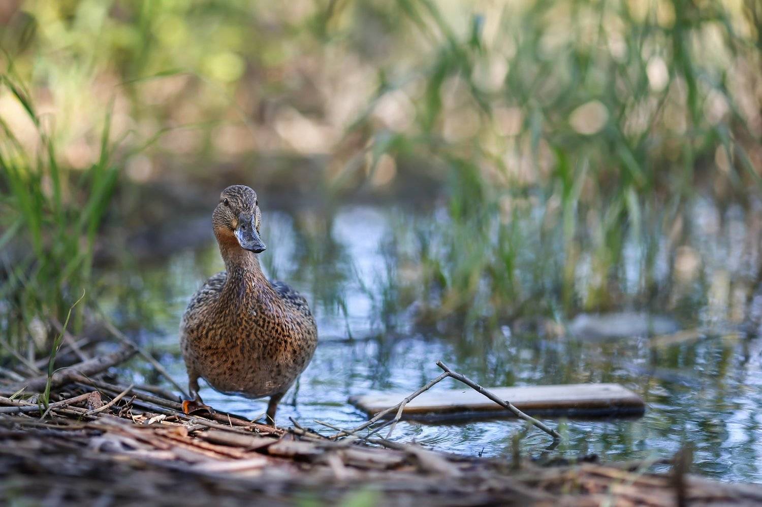 несколько слов о весне,непутевые заметки,ирина горюкина,минск, Ирина Горюкина