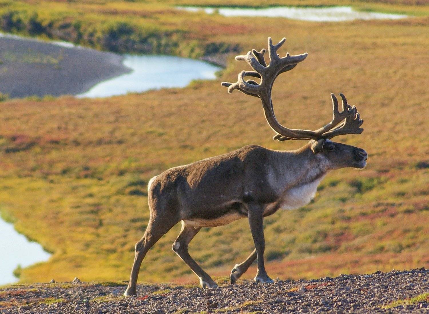 , Андрей Загребельный
