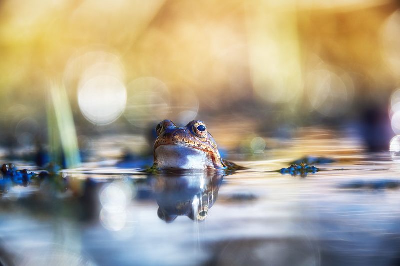 Frog фото превью