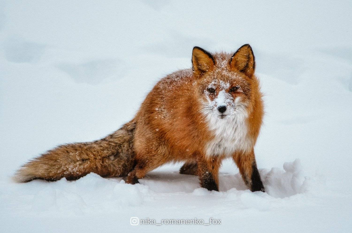 лиса, лисы, животные, снег, зима, animals, fox, foxes, animal, лис, red fox, forest, лес, Вероника Романенко