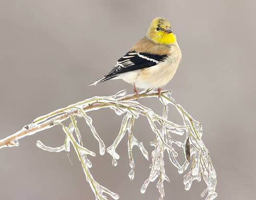 American Goldfinch - Американский чиж
