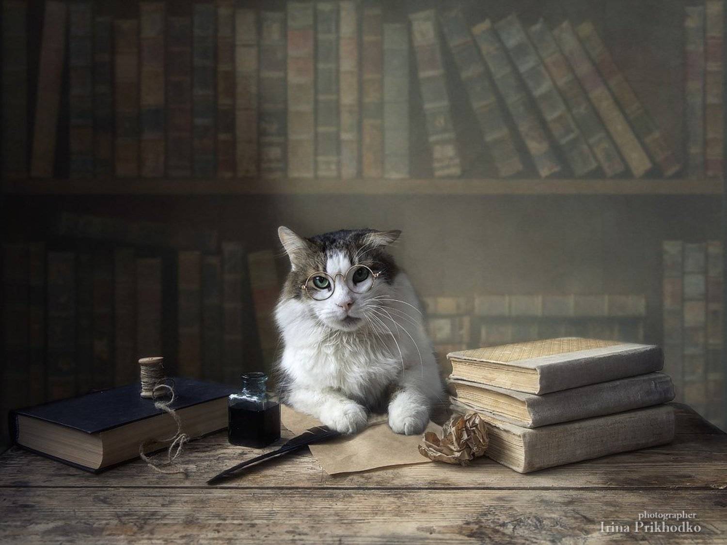 постановочная фотография, кот Лёва, книги, домашние животные, Ирина Приходько