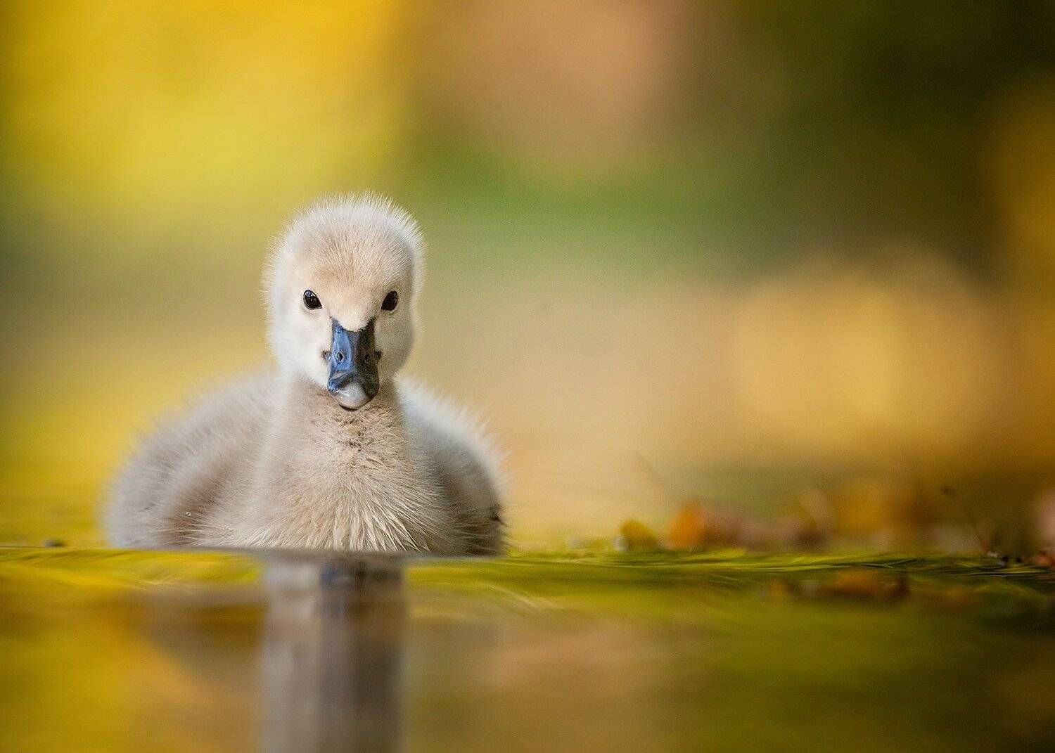 Black swan. Автор: Robert Adamec , Robert Adamec