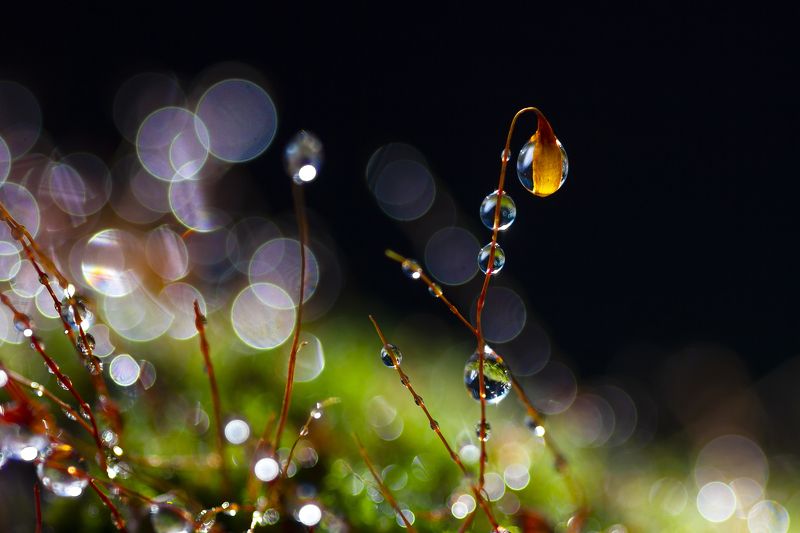 макро, утро, лето, роса, мох,лес, природа Утро фото превью