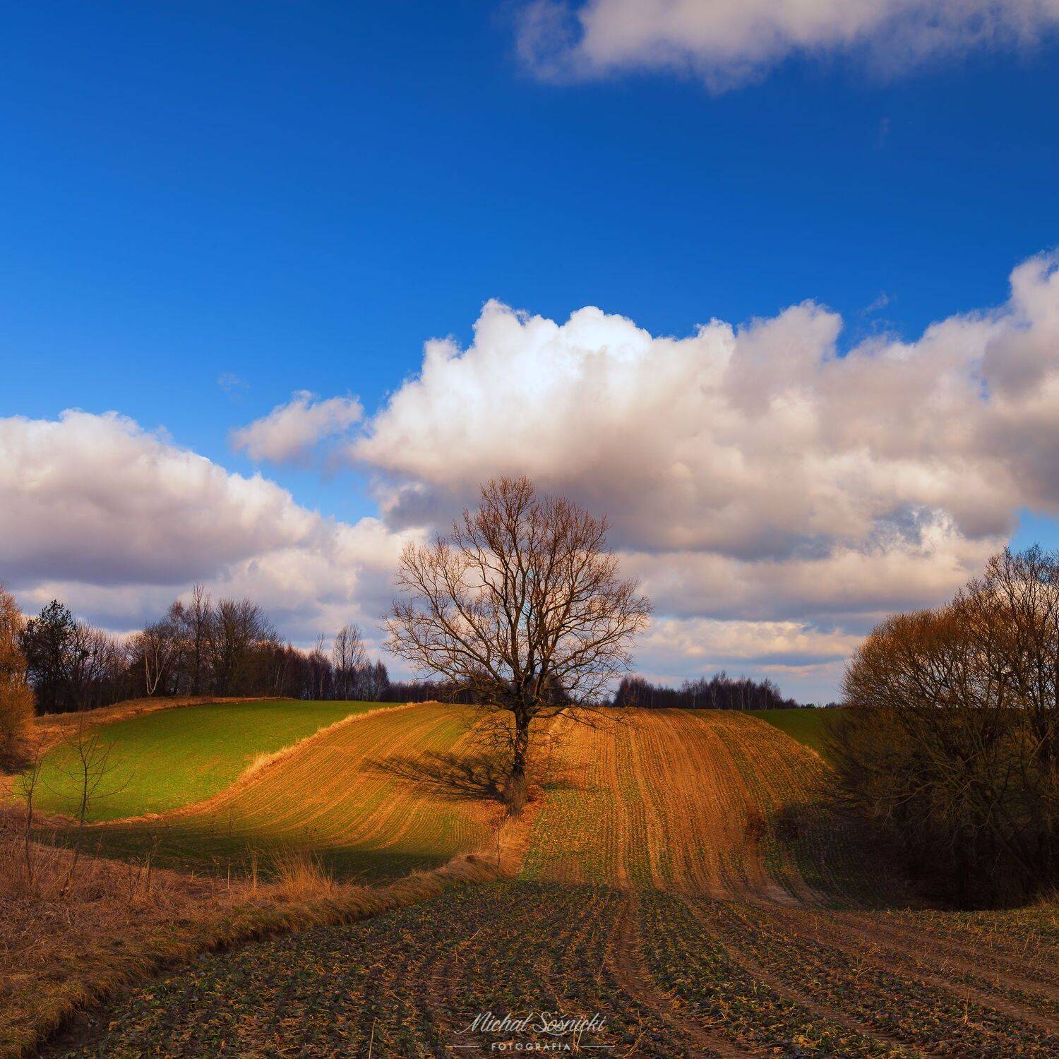 #poland #roztocze #tree #spring #sky #color #nature #best #benro #benq #pentax, Michał Sośnicki