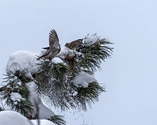 Дрозды прилетели
