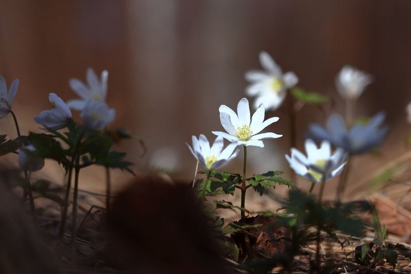 Апрель фото превью