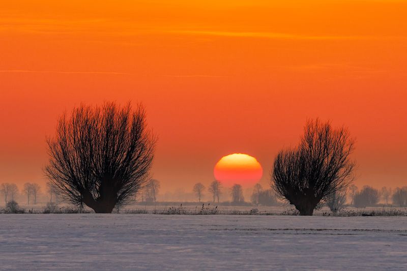 Ostatnie żuławskie wierzby tej zimy фото превью