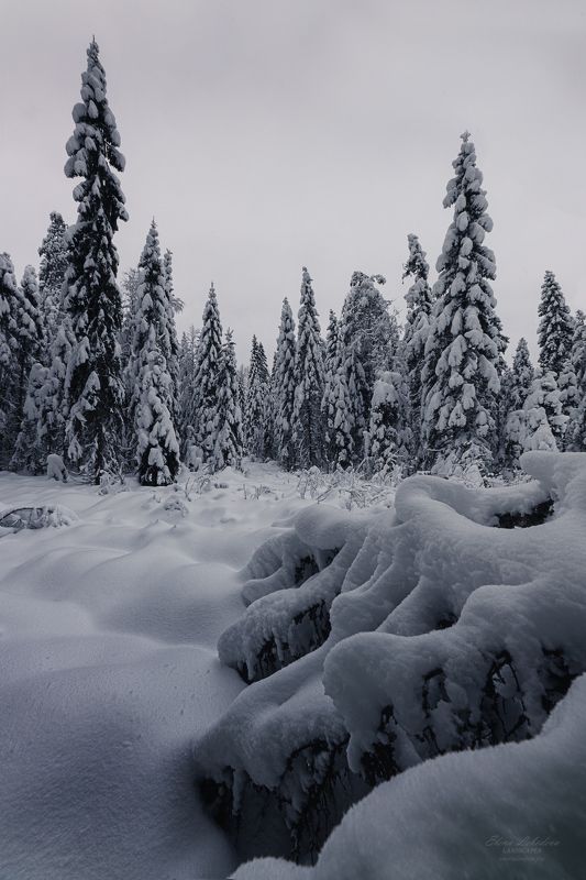карелия, россия, зима, север, сумерки, лес, пейзаж, природа, снег, деревья Покрывало зимы фото превью