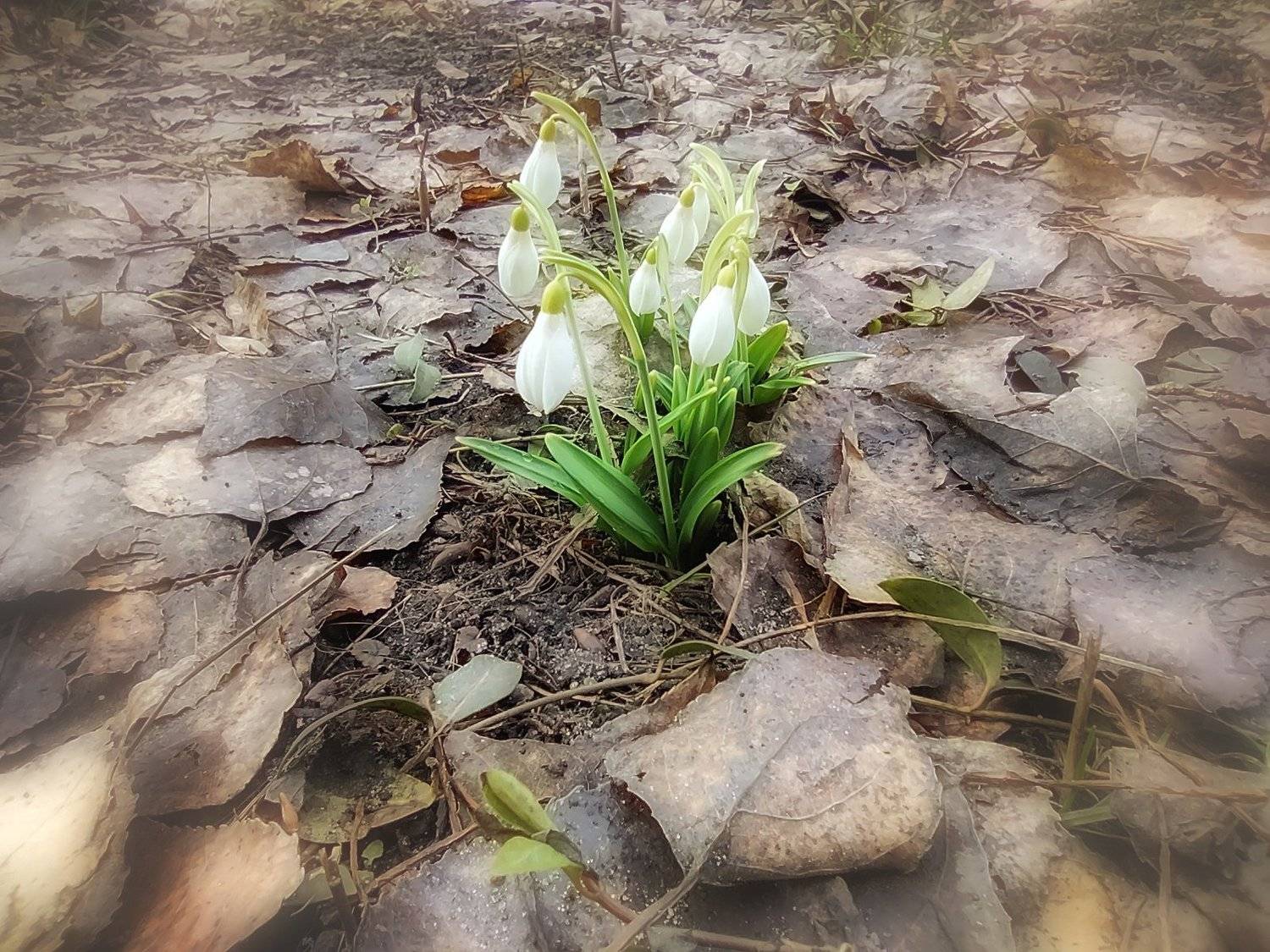 , александр