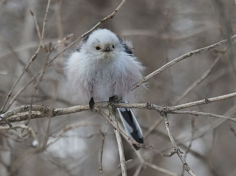 ополовник фото превью