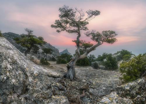 Бонсай Нового света