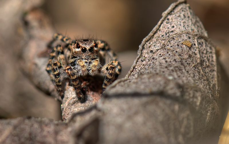 Леопард на охоте :) фото превью