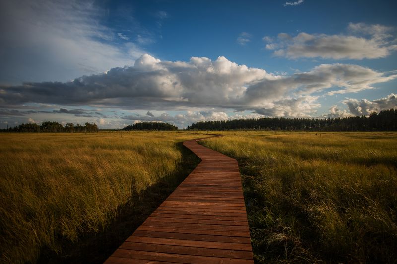 пейзаж, болото, природа, небо, облака, путь, заказник, nature, landscape, ecology Экотропа Сестрорецкое болото. фото превью