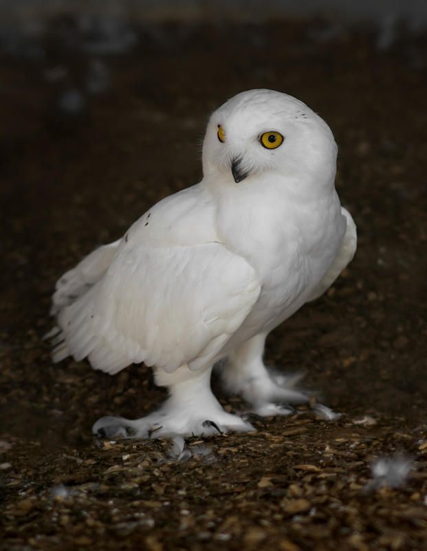 Snowy owl фото превью