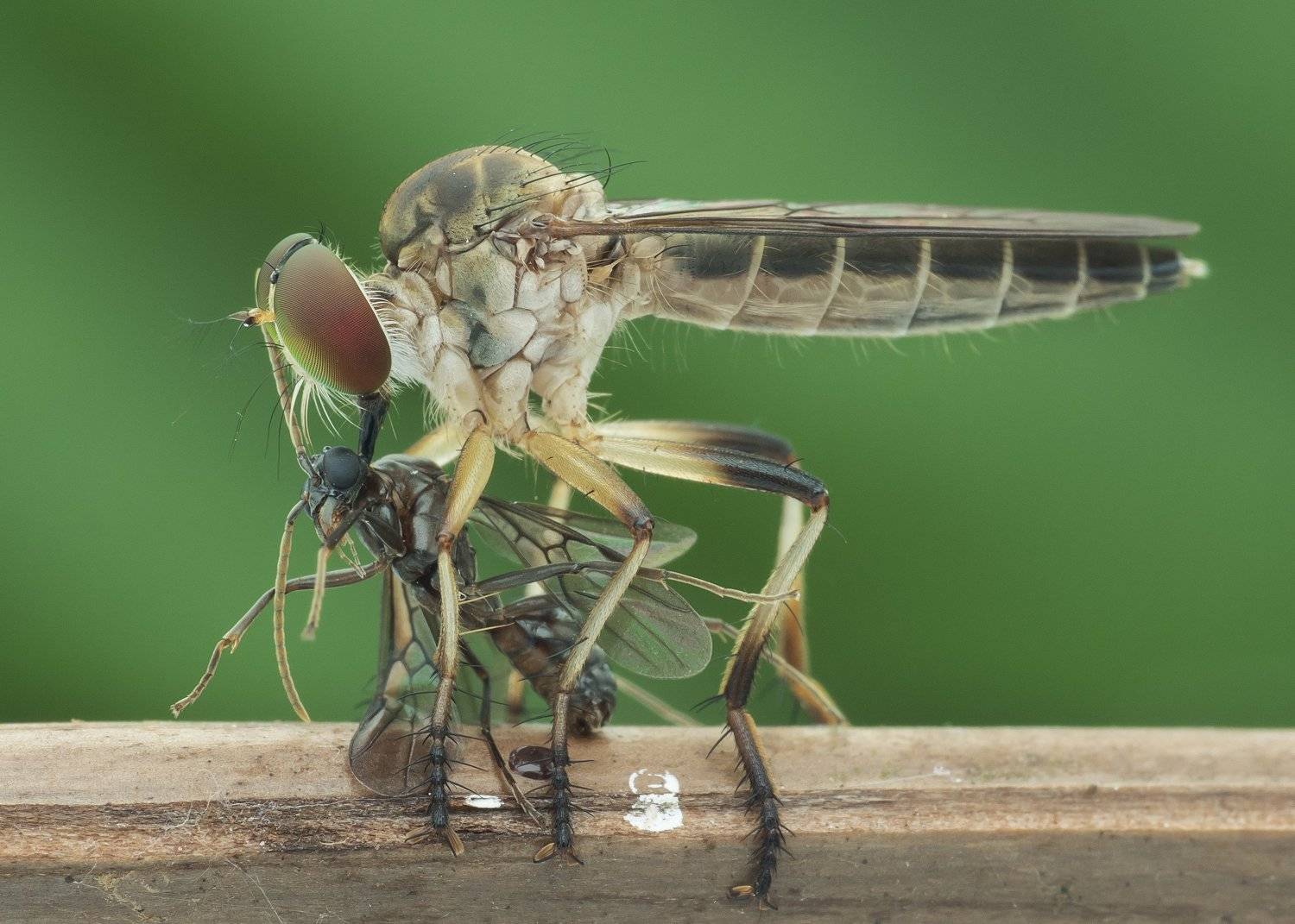 #robberfly#macro#colors#prey, Choo How Lim