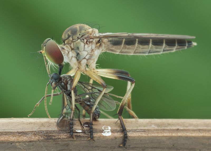 #robberfly#macro#colors#prey Robberfly With Prey фото превью