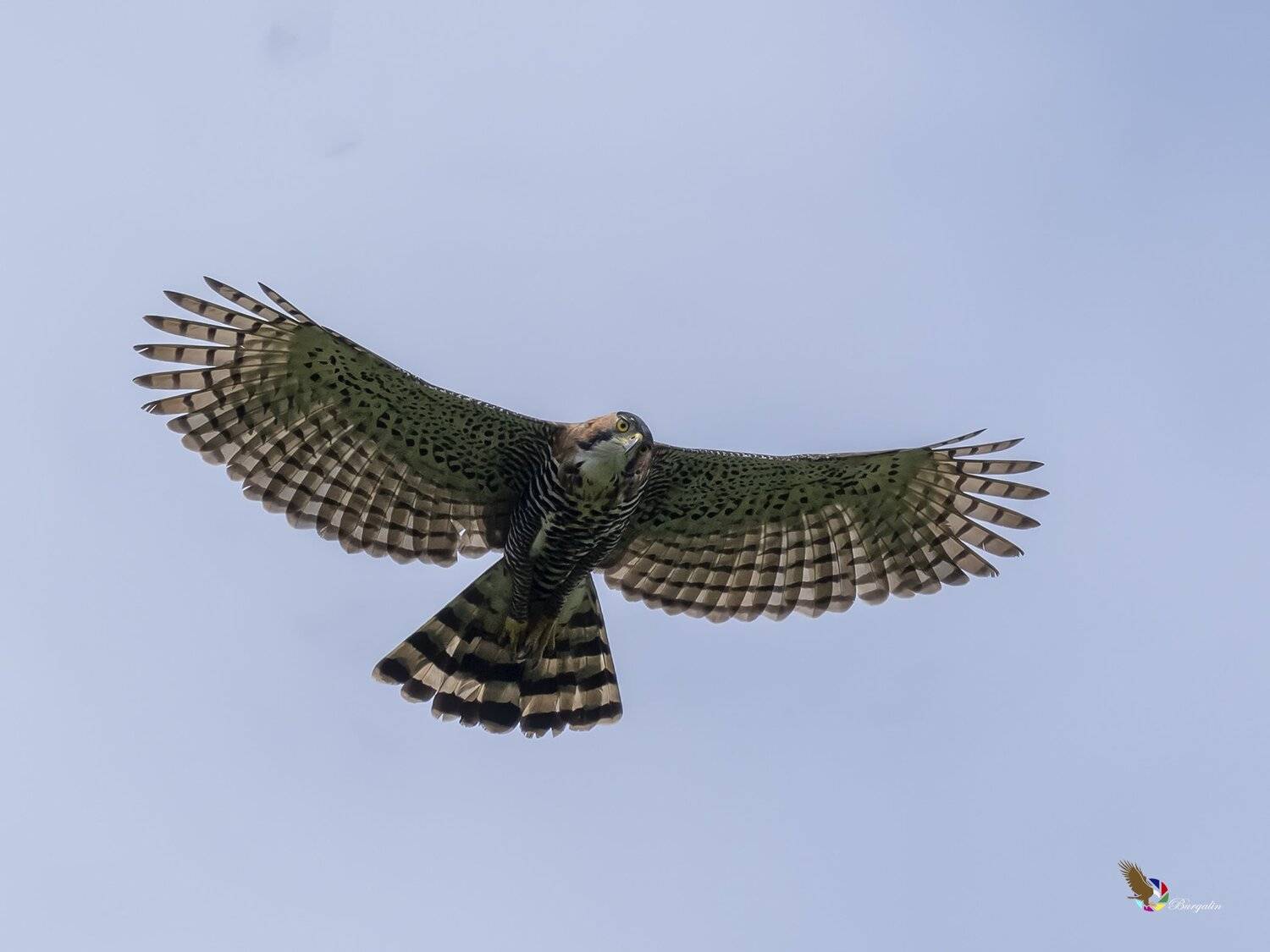 , Fernando Burgalin Sequeira