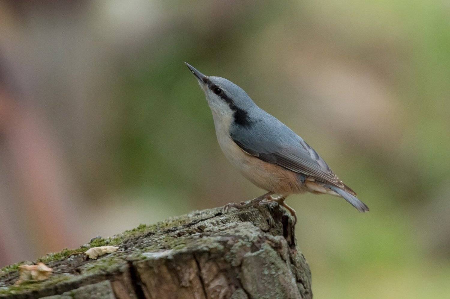 птицы, поползень, birds, wildlife, nuthatch, Алексей Юденков