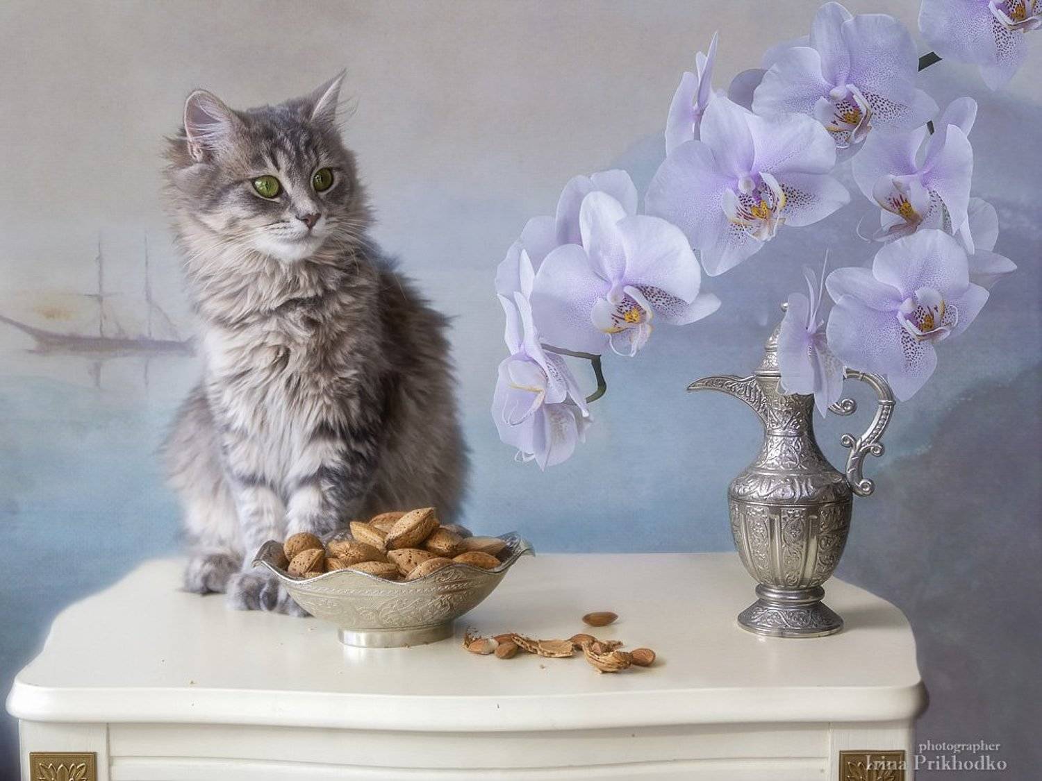 натюрморт, постановочное фото, домашние животные, котонатюрморт, кошка Масяня, орхидея, цветы, Ирина Приходько