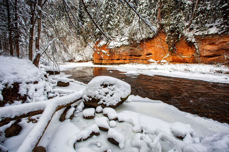 Tuja фото превью