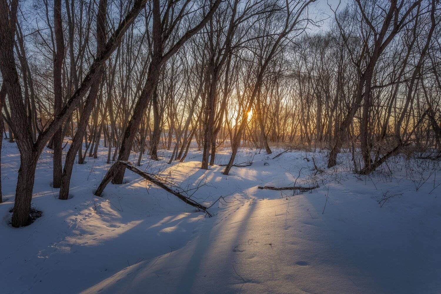 закат, март, природа, весна, ранняя весна, Московская область, пейзаж, Мартыненко Дмитрий