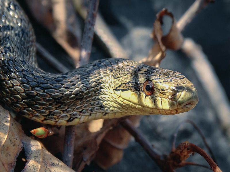 змея, узорчатый полоз, утро На утренней охоте фото превью