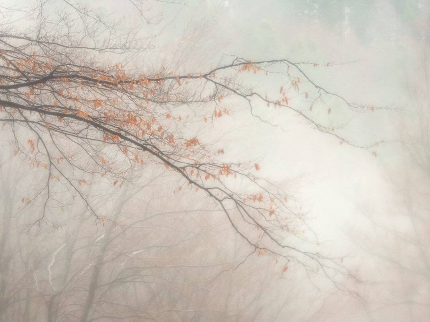 , Stefan Chirobocea