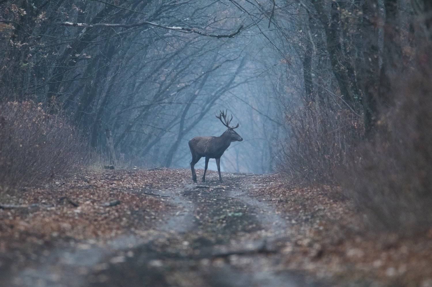 природа, животные, олень, Цветков Сергей