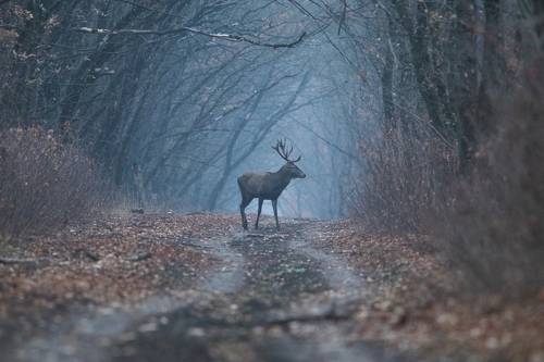 Встреча в лесу