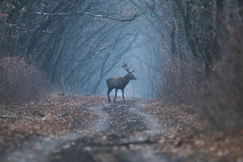 природа, животные, олень Встреча в лесу фото превью