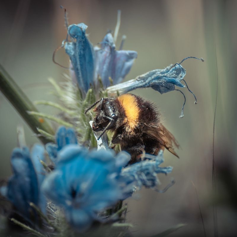 Шмель-2 фото превью