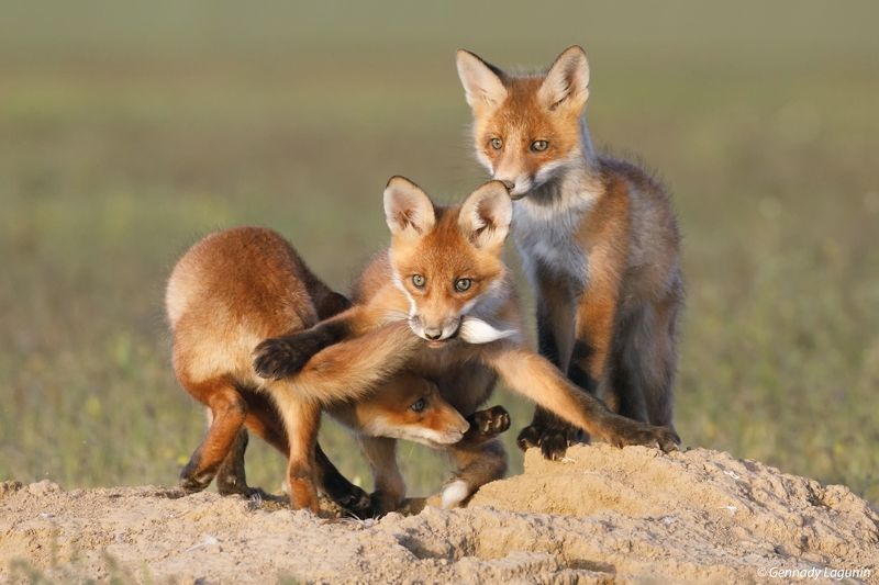 fox Дружеская игра фото превью