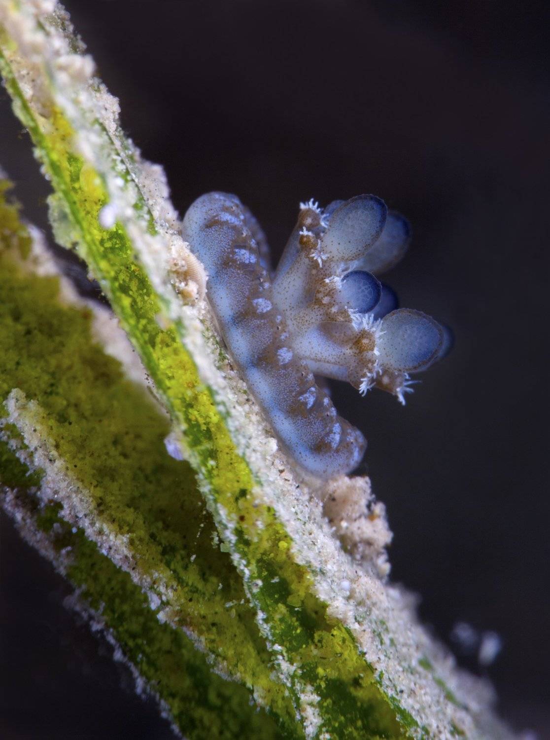египет красное море хургада подводное фото, Юрий Перевозников