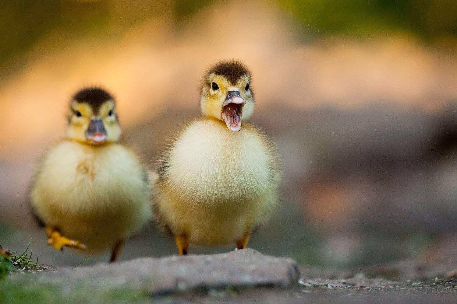 Duckling. Автор: Robert Adamec , Robert Adamec