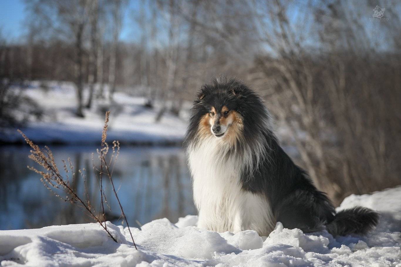 , Андрей Ершов