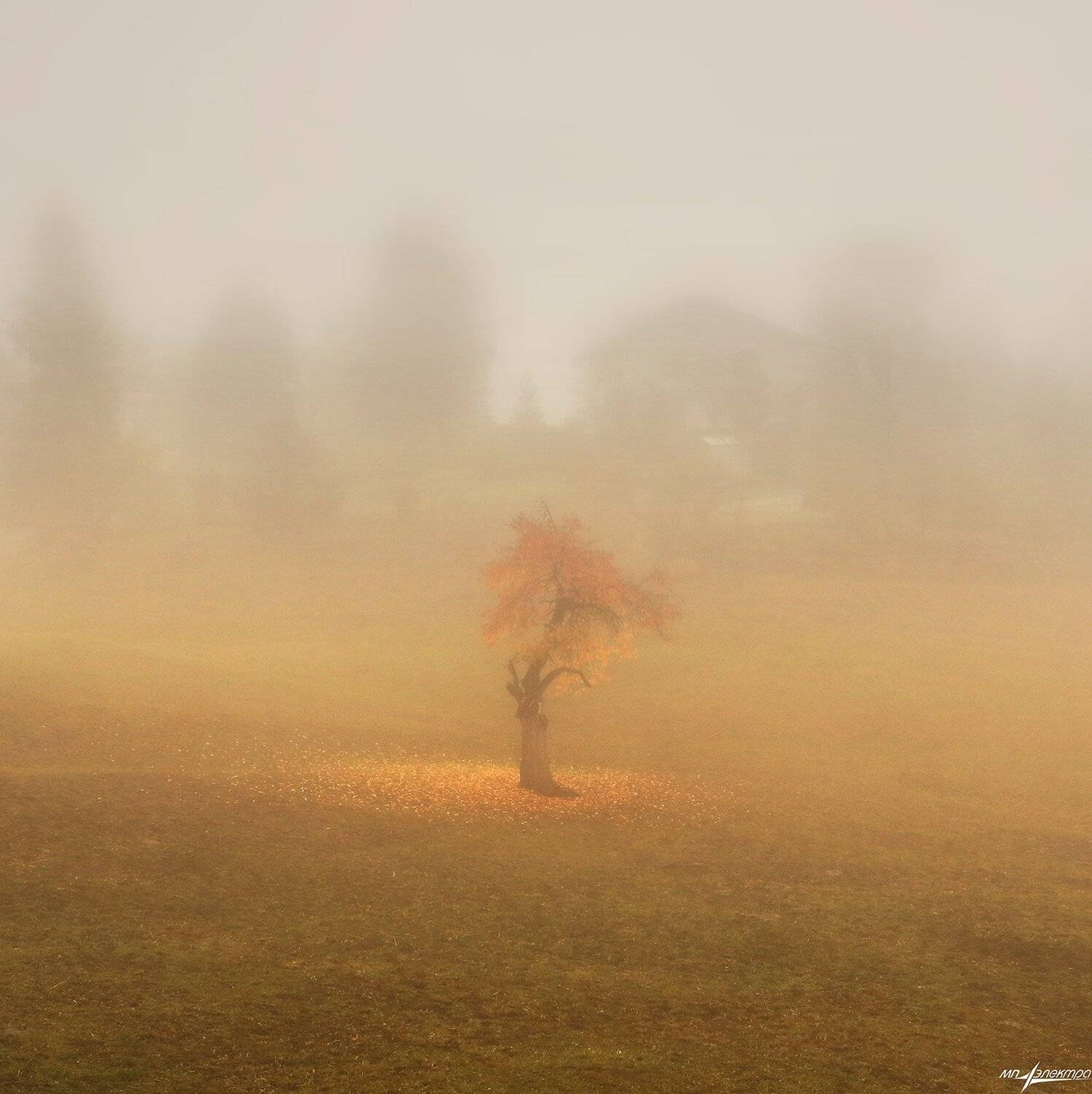 swiss, Матвеев Николай