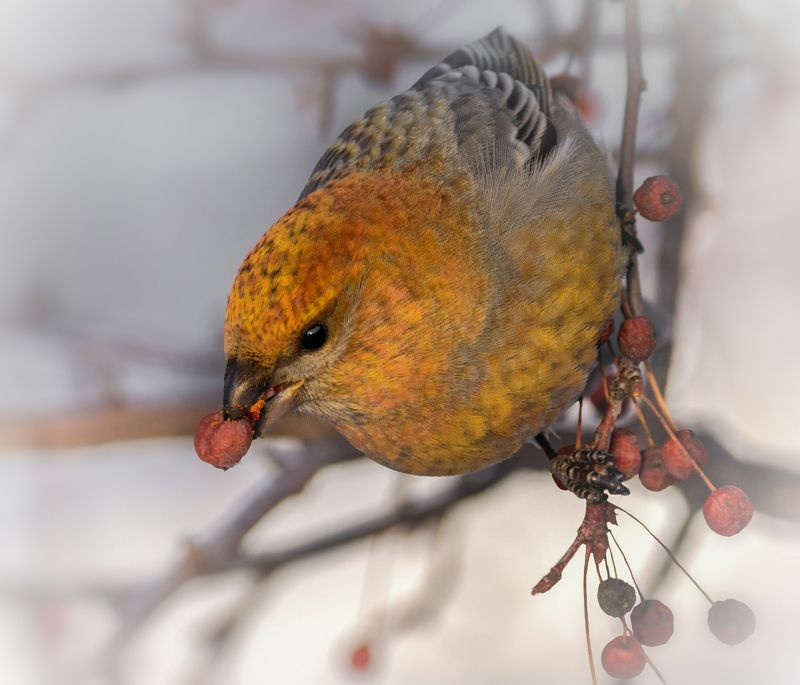 щур.. фото превью