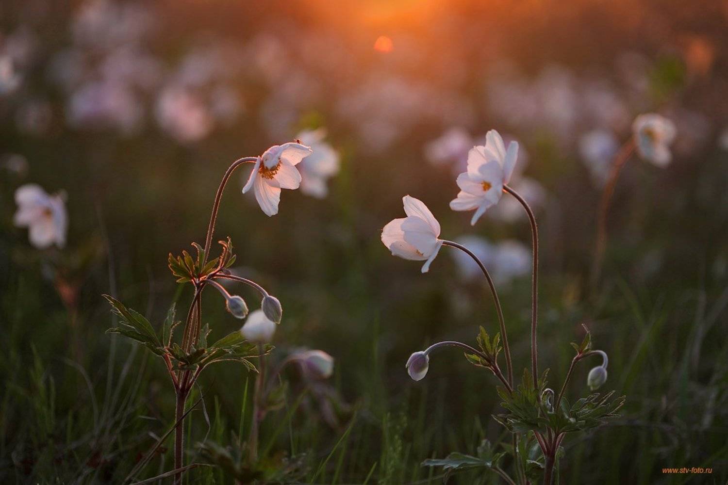 природа, лето, цветы, анемоны, вечер, закат, Sokolova Tatiana