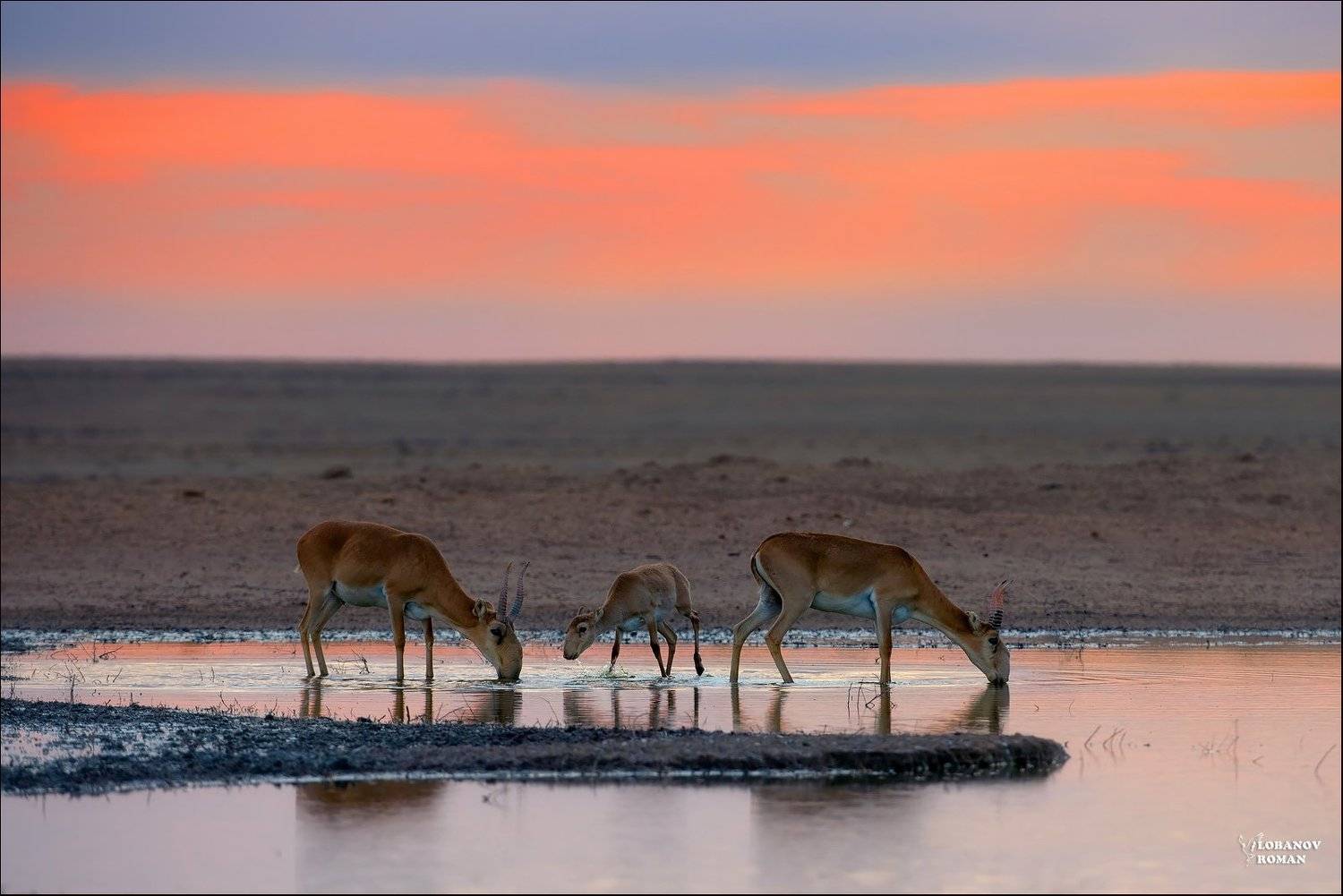 заказник, \, Lobanov Roman