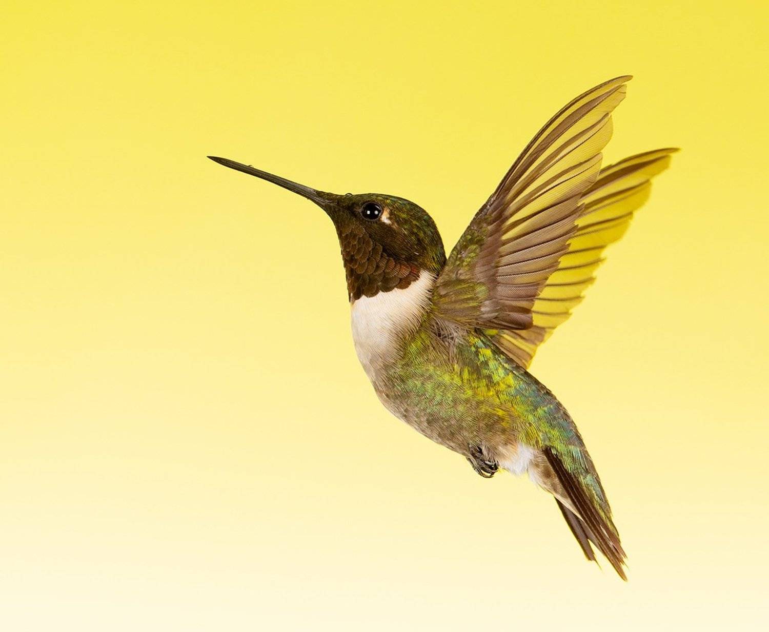 колибри,ruby-throated hummingbird, hummingbird, весна, Elizabeth Etkind