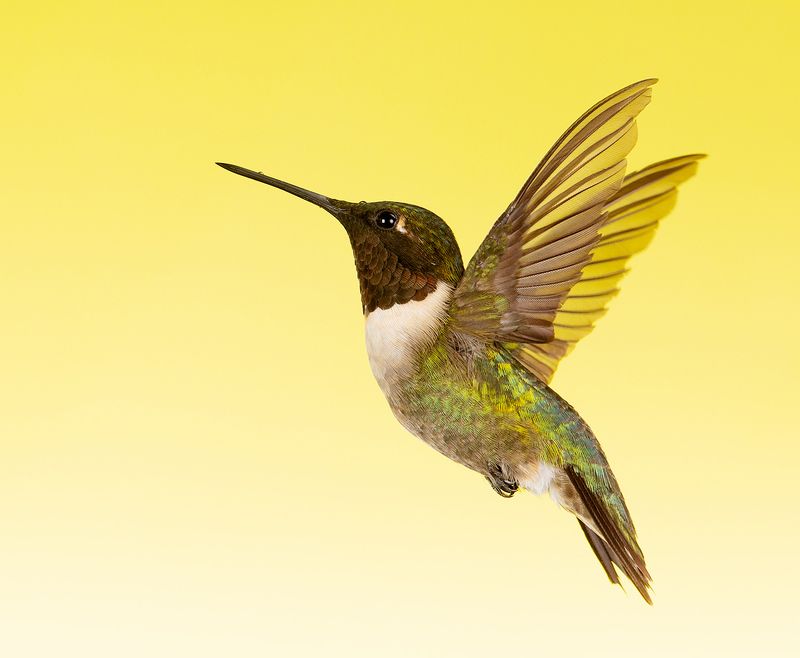 колибри,ruby-throated hummingbird, hummingbird, весна Рубиновогорлый колибри - Ruby-throated Hummingbird фото превью