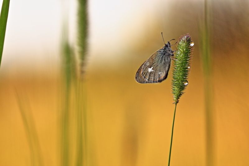 Июнь фото превью