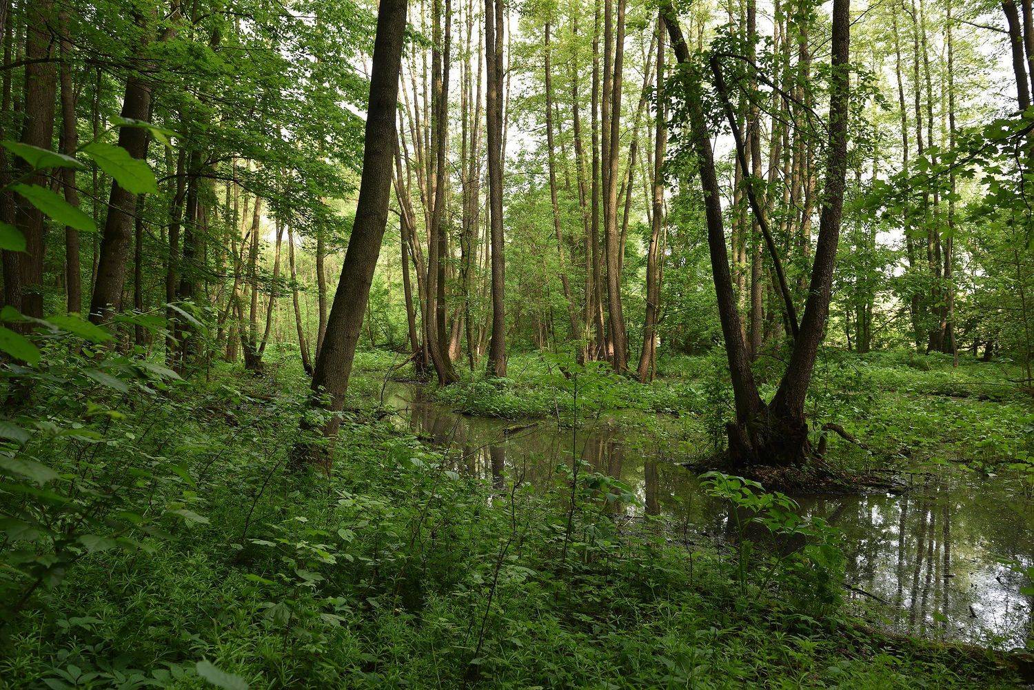 Дмитренки., Kantsyrenko Sergey