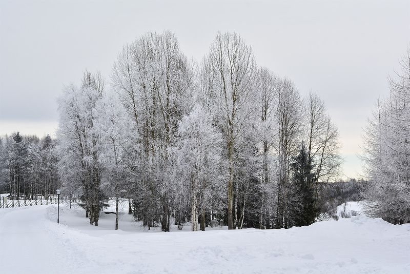 Иней на леревьях. фото превью