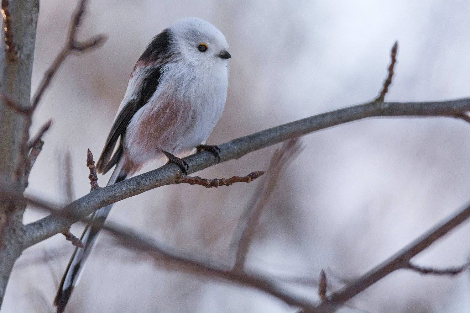 длиннохвостая синица ополовник, Руслан Сигушин